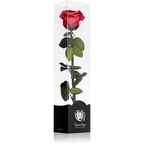 RoseAmor Red stabilizirana ruža na stabljici 30 cm 1 kom Slike