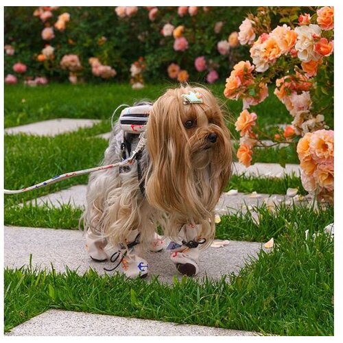 PAWS_WHISKERS Cipele za pse S/M Slike