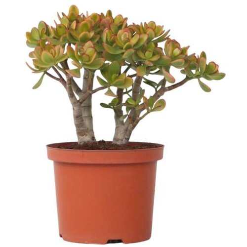 Plant in a Box okroglolistna tolstolistnica - crassula ovata 'sunset' - višina 30-35cm - ⌀17cm, (21758150) Cene