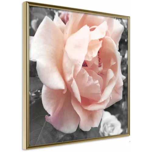  Poster - Delicate Rose 30x30