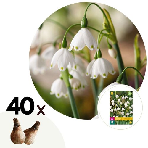 Plant in a Box Poletni veliki zvonček - 40 kos - Leucojum aestivium - Cvetne čebulice - Pamet, (21757020) Cene