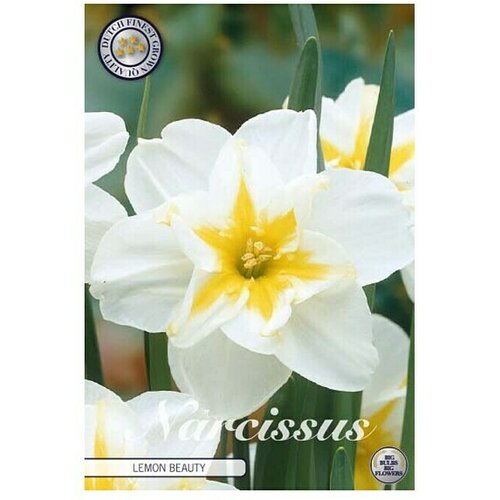  Cvjetne lukovice Narcisa Splitcrown Lemon Beauty (bijele boje, Botanički opis: Narcissus) Slike