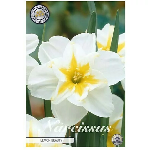  Cvjetne lukovice Narcisa Splitcrown Lemon Beauty (bijele boje, Botanički opis: Narcissus)