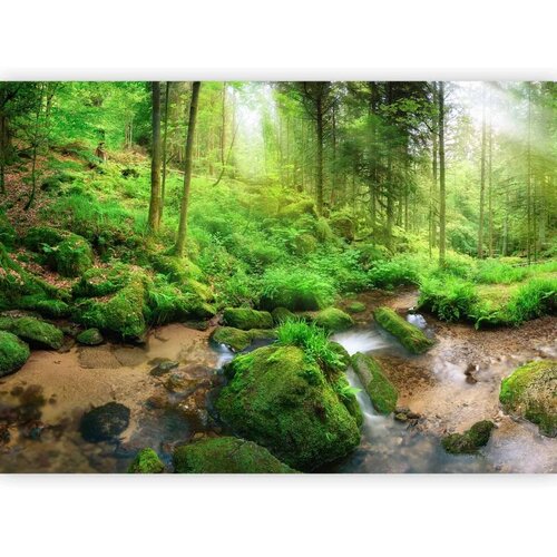  Foto tapeta - Humid Forest 343x256 Samoljepljiva Cene