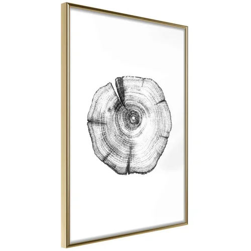  Poster - Tree Rings 20x30