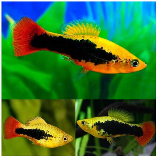 Akvarijum Centar hawaiian platy Cene