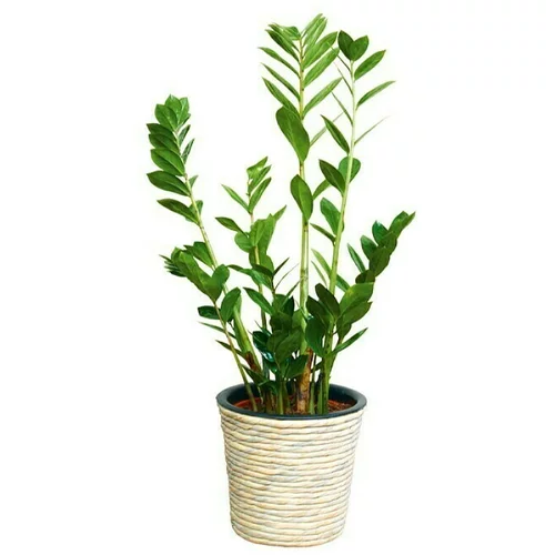  okrugla tegla za biljke (Vanjska dimenzija (ø x V): 30 x 26 cm, Isprano bijela)
