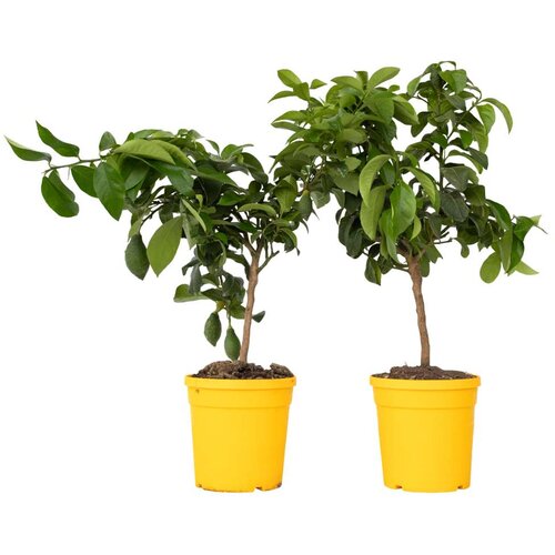 Plant in a Box limona - 2 kos - citrus limon - vi&amp;scaron;ina 60-70cm - ⌀19cm, (21757634) Slike