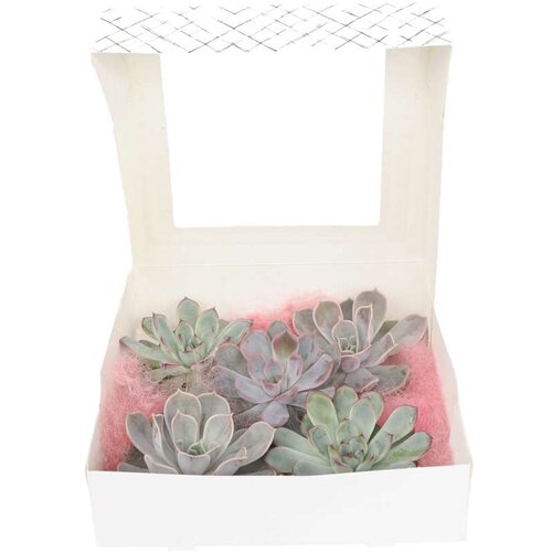 Plant in a Box eševerija 'diy mix' - 5 kos - echeveria lilacina - višina 7cm, (21757973) Cene