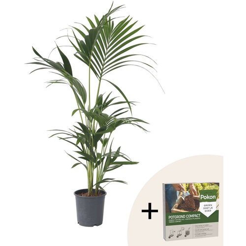 Plant in a Box Kentia - Howea forsteriana - Višina 90-100cm - ⌀18cm, (21873203) Cene