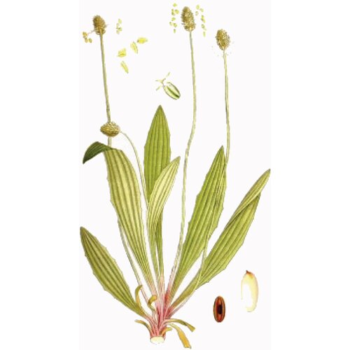 Rinfuz Bokvica uskolisna (Plantago lanceolata), 100g Slike