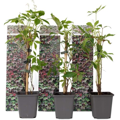 Plant in a Box navadna divja trta - 3 kos - parthenocissus quinquefolia - vi&amp;scaron;ina 25-40cm - ⌀9cm, (21757390) Slike