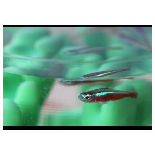 Polymaker PolySmooth Transparent, 1.75 mm (750 g) Cene