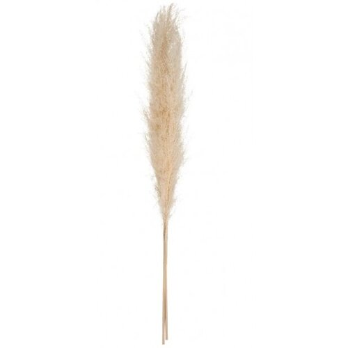Atmosphera umjetna trava pampas H110 KREM Slike