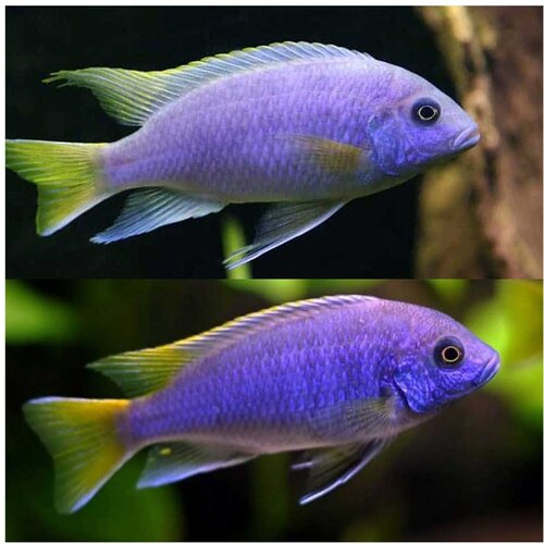 Akvarijum Centar acei msuli point Cene