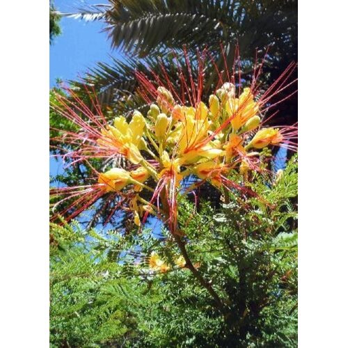 TROPICA Pavji grm - 10 zrn. Cene