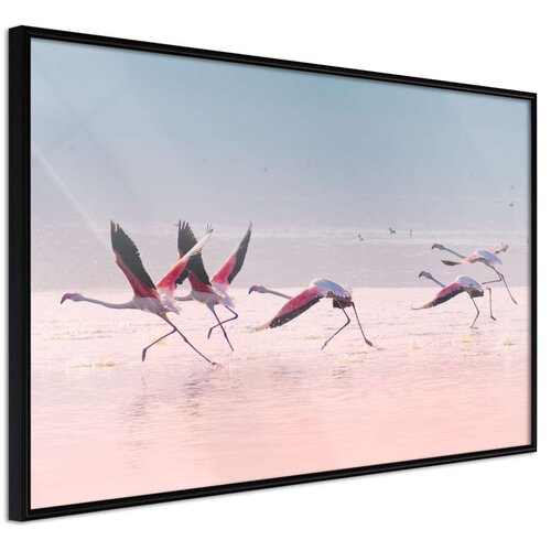  Poster - Flamingos Breaking into a Flight 30x20 Cijene