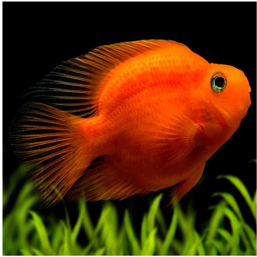 Akvarijum Centar red blood parrot Cene