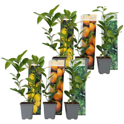 Plant in a Box Mešanica citrusov - 6 kos - Citrus limon - Višina 25-40cm - ⌀9cm, (21757413)