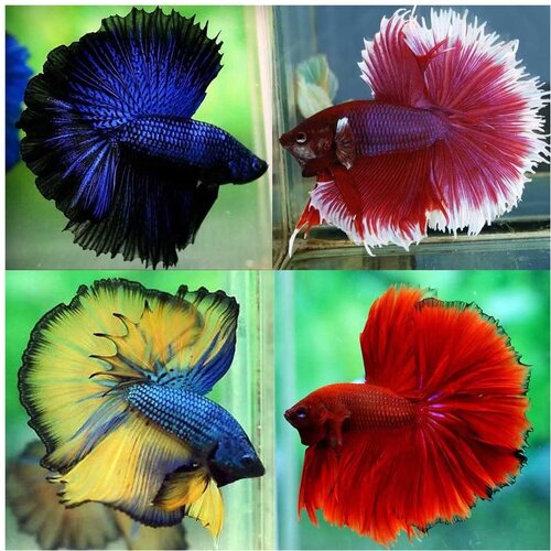 Akvarijum Centar Betta halfmoon Cene
