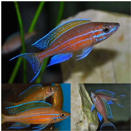 Akvarijum Centar Paracyprichromis nigripinnis Cene