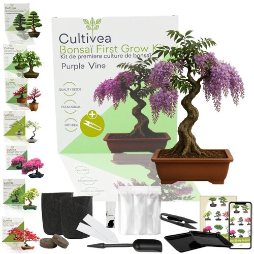 Cultivea Set za gojenje bonsajev "Purple Vine" - 1 set. Cene