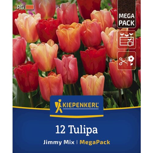 KIEPENKERL Mega pakiranje tulipanov &amp;quot;Jimmy Mix&amp;quot; - 12 k. Slike