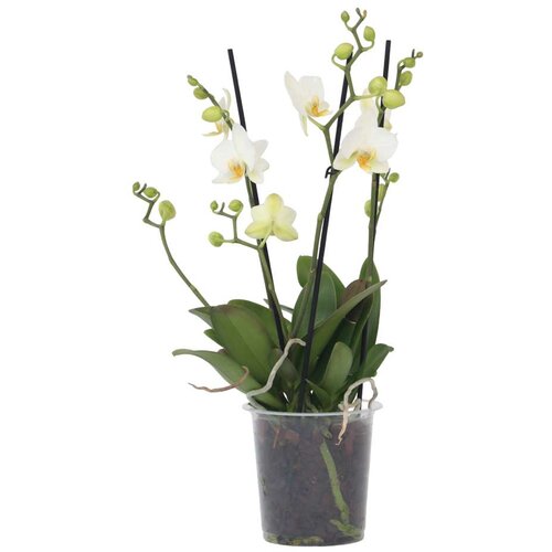Plant in a Box falenopsis - phalaenopsis multiflora - višina 35-45cm - ⌀12cm, (21757976) Cene