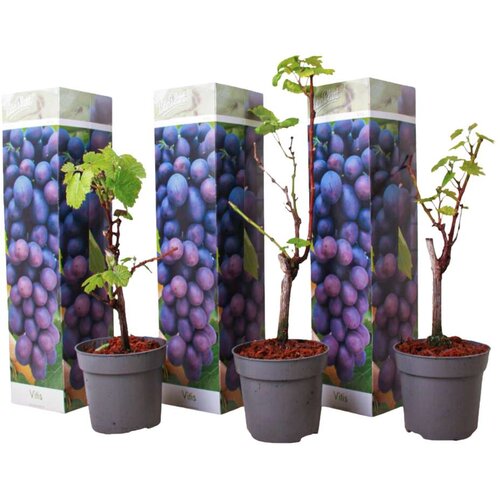 Plant in a Box vinska trta - 3 kos - vitis vinifera &amp;#039;cabernet franc&amp;#039; - vi&amp;scaron;ina 25-40cm - ⌀9cm, (21757570) Slike