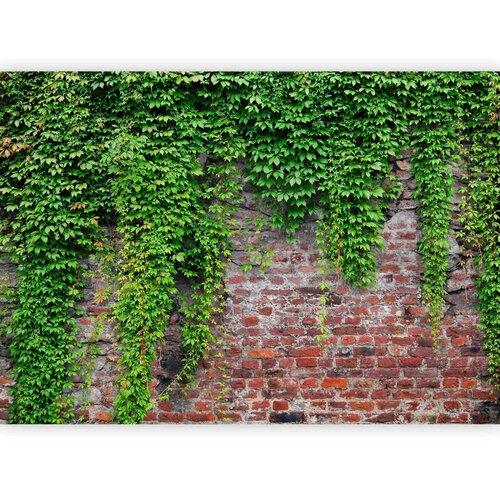  Foto tapeta - Brick and ivy 250x175 Cijene