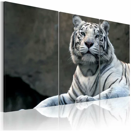  Slika - White tiger 120x80