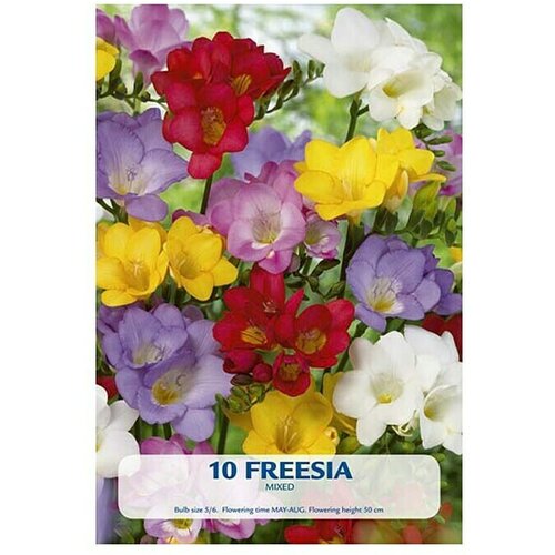  Cvjetne lukovice Fresia mix (Mješane boje, Botanički opis: Freesia) Cijene