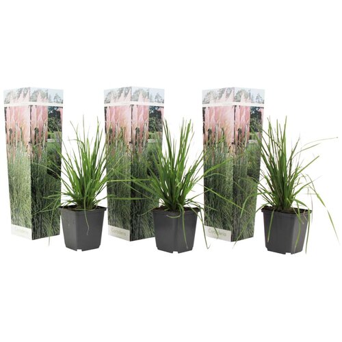 Plant in a Box pampa&amp;scaron;ka trava - 3 kos - cortaderia selloana - vi&amp;scaron;ina 25-40cm - ⌀9cm, (21757621) Slike