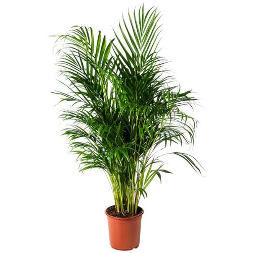 TGC dypsis lutescens 24/150 Cene