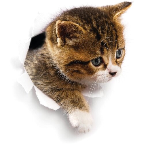 Ambiance zidna naljepnica Hiding Cat Slike