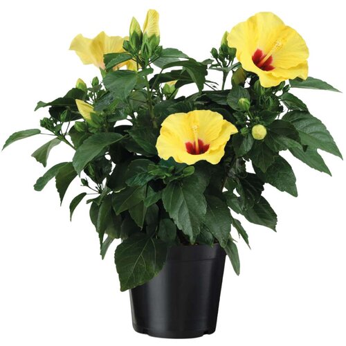 Plant in a Box Kitajska hibiska rumena - Hibiscus rosa-sinensis - Višina 40-50cm - ø17cm, (22058369) Cene
