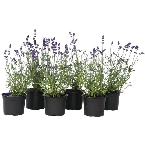 Plant in a Box lavendin - 6 kos - lavandula angustifolia - višina 10-15cm - ⌀10,5cm, (21757317) Cene