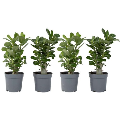 Plant in a Box tolsti adenij - 4 kos - adenium obesum - višina 25-40cm - ⌀10,5cm, (21757917) Cene