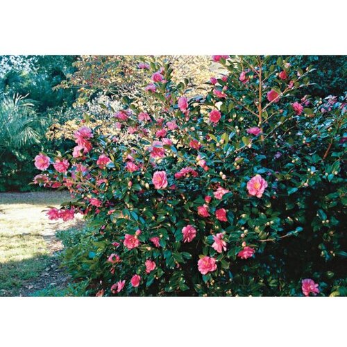  Camellia jap. Mix - c7 l - 40/60 cm Cene