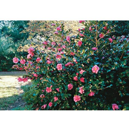 camellia jap. Mix - c7 l - 40/60 cm Slike