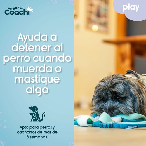  Igrača za pse Coachi PUPPY &amp;amp; MINI TUGGI SPIDER Zelena Slike