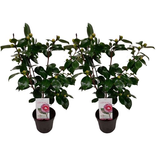 Plant in a Box japonska kamelija - 2 kos - camellia japonica 'bonomiana' - V50-60cm - ⌀15cm, (21757424) Cene