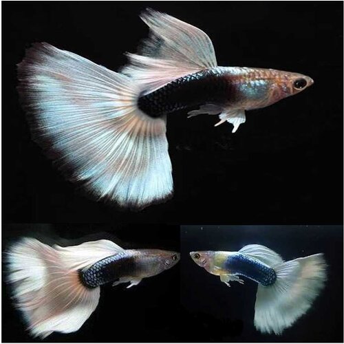 Akvarijum Centar Platinum tuxedo guppy Slike