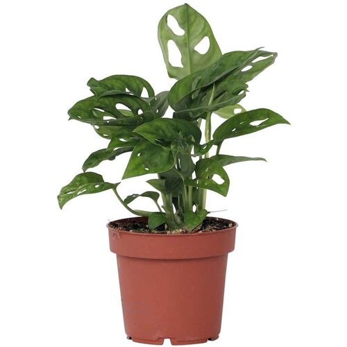 Plant in a Box opičji list - monstera adansonii 'monkey mask' - višina 25-30cm - ⌀12cm, (21758289) Cene