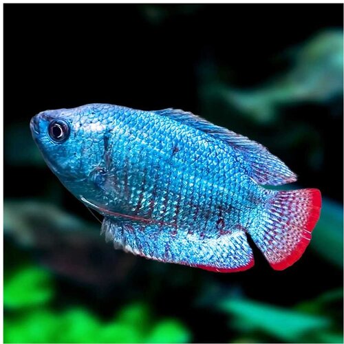 Akvarijum Centar Colisa lalia var. cobalt - Kolisa plava Cene