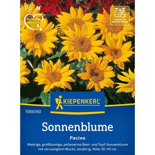 KIEPENKERL Sončnica "Pacino" - 1 pkt. Cene