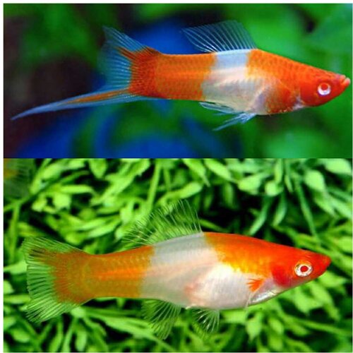 Akvarijum Centar kohaku koi swordtail Cene
