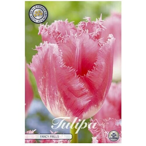  Cvjetne lukovice Tulipan Fringed Fancy Frills (Roza, Botanički opis: Tulipa) Slike