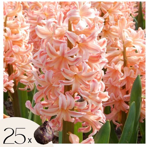 Plant in a Box Hijacint - 25 kos - Hyacinthus 'Gipsy Queen' - Cvetne čebulice - Oranžna, (21755598) Cene