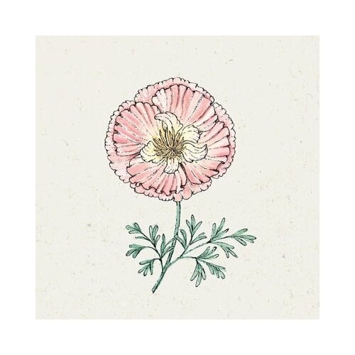 Jora Dahl Eschscholzia californica "Thai Silk Apple Blossom" - zlati mak Cene